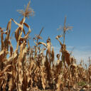 Donald Trump Wants the White House to Ban China From Buying U.S. Farmland