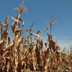 Donald Trump Wants the White House to Ban China From Buying U.S. Farmland