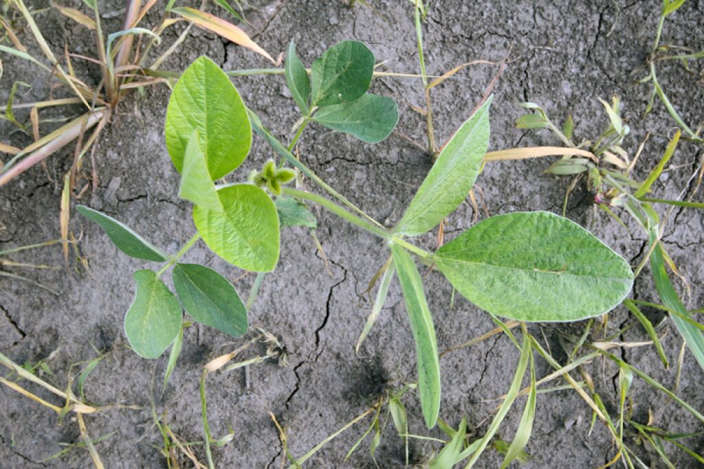 Soybeans The Next Looming Shortage