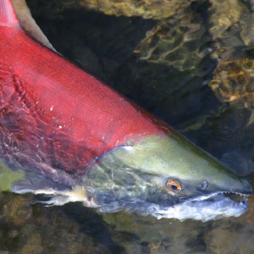 WHERE HAVE ALL THE FISH GONE THIS QUESTION IS DIRECTED visual data 7