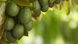 The Australian Diet of Avocados and Ignorance