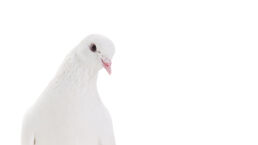 Why the Global Peace Index Is Nonsensical Pseudoscience