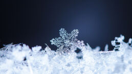 Are Radical-Leftist Millennials Really &lsquo;Snowflakes&rsquo;?