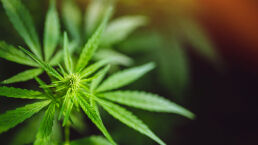 Marijuana Legalization—What Are the Effects?