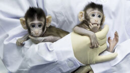 Why Cloning Is Immoral