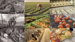 Dining Through the Decades: 70 Years of American Food