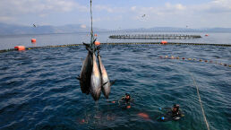 Farmed Fish: Cheap on Wallet, Harmful to Health