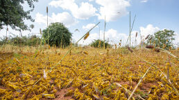 Locusts—the World’s Other Epidemic