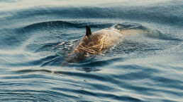 Mysterious Whale Likely Undiscovered Species