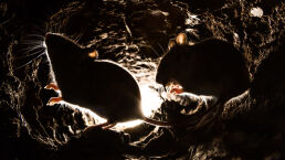 Mice! Another Plague Strikes Australia