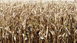 War Sparks Food Crisis