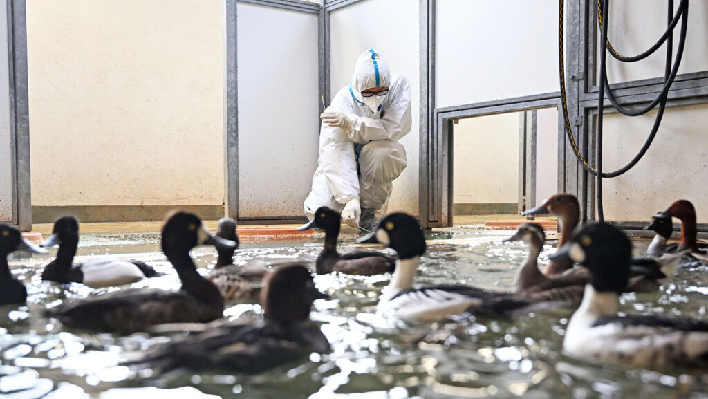 Poultry Industry Devastated by Bird Flu | theTrumpet.com