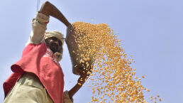 The World’s Wheat Reserves Are Falling