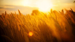 A Solution to Escalating Conflicts