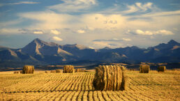 Trudeau Government Attacks Canadian Farmers