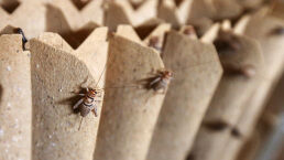 Crickets: Coming to a Supermarket Near You