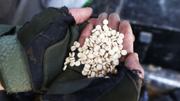 Hamas, Drugs and Warfare