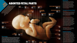 For Sale: Aborted Fetal Parts