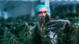 When Oklahoma Legalized Marijuana …