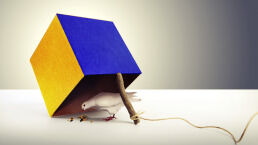 The Ukraine-Russia Peace Process Is a Trap