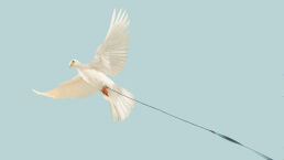 Hamas to Trump’s Peace Offer: ‘Yes, But’