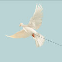 Hamas to Trump’s Peace Offer: ‘Yes, But’