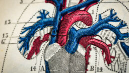 Circulation: The Forgotten Key to Lasting Health