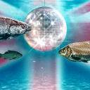 Britain’s Billion-Dollar Fish Disco