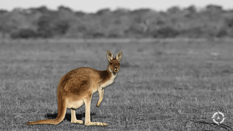 Australia’s Broken Immigration System