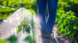 Toxins Within: 50 Years of Glyphosate