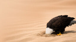 America&rsquo;s Head Is in the Sand