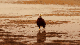 Another Middle East Quagmire