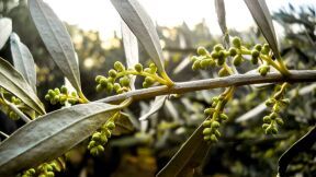 Israel&rsquo;s Ancient Olive Oil Industry