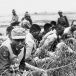 Softening the Past&mdash;Japan Keeps Rewriting the Nanjing Massacre