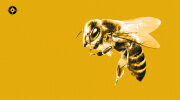 Australian Honeybees: Destruction Beyond the Hive