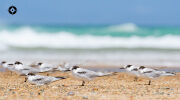 Avian Flu: A Plague Upon Australia&rsquo;s Birds