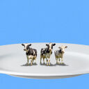Smallest Cattle Herd in 75 years