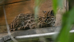 Newly Discovered Cat Species Highlights Earth&rsquo;s Natural Heritage