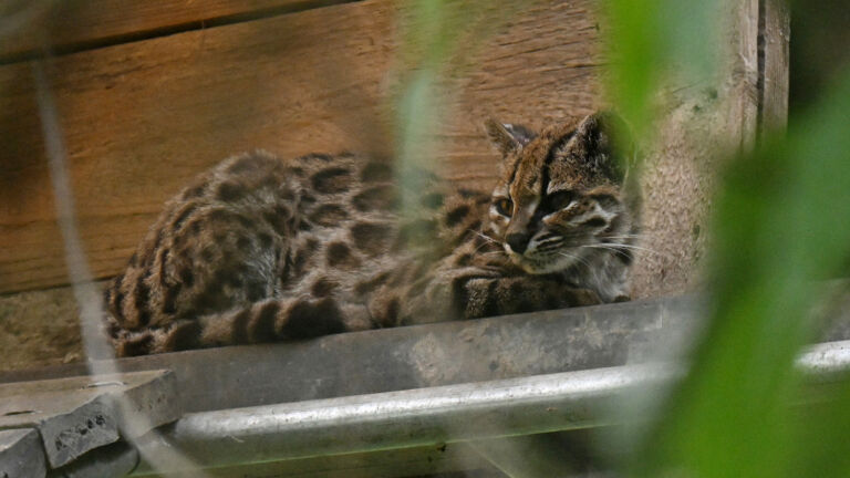 Newly Discovered Cat Species Highlights Earth&rsquo;s Natural Heritage